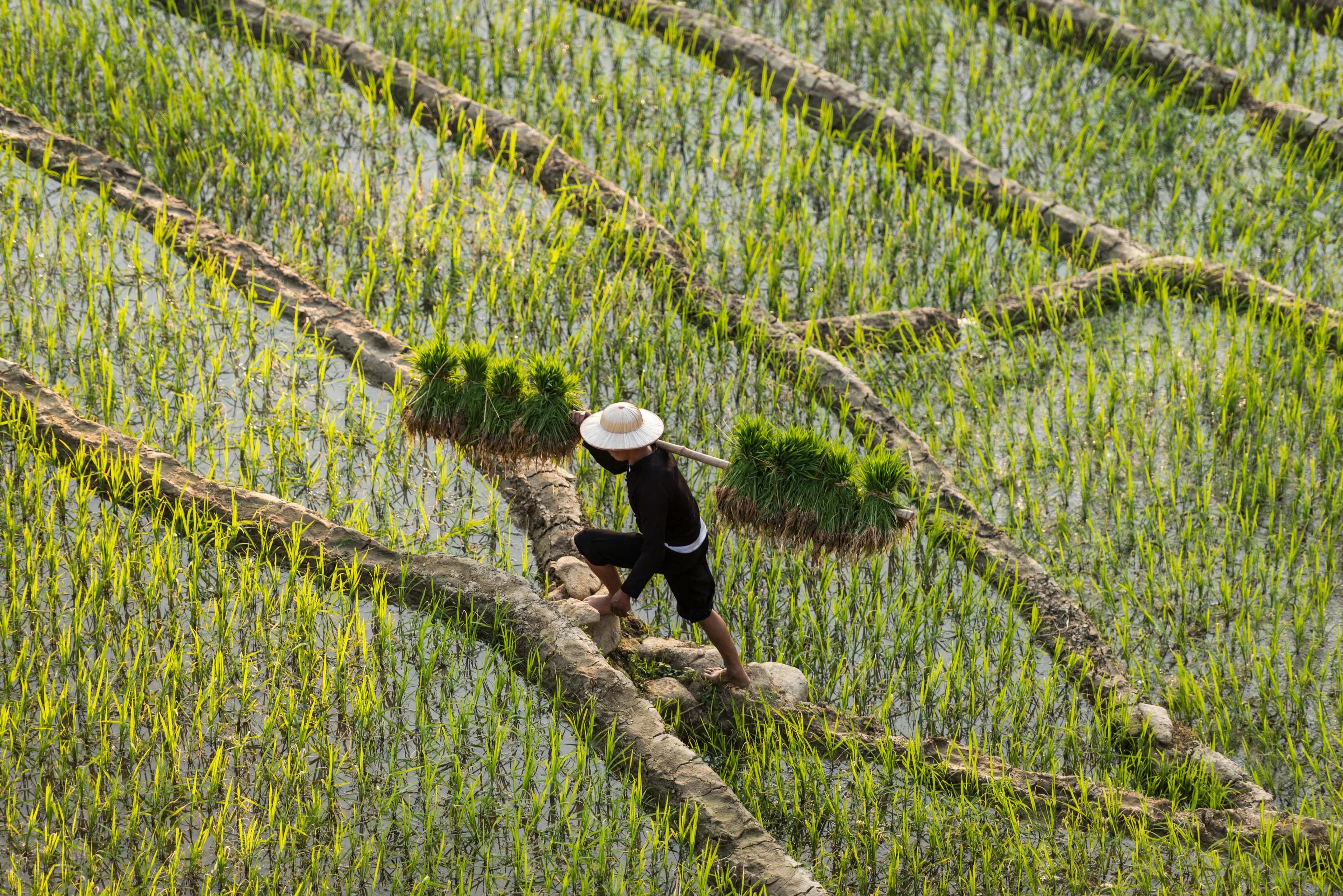 Man carrying rice seedlings across terraces in Sa Pa, Vietnam